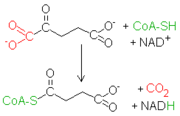 Reacción oxoglutarato-succinil CoA