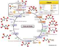 Ciclo de Krebs