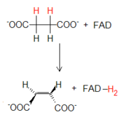 Reacción succinato-fumarato