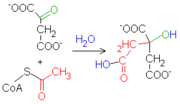 Reacción 1 del Ciclo de Krebs: Citrato sintasa